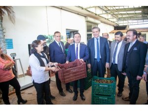 Bodrum zeytinyağına ‘kalite’ dokunuşu