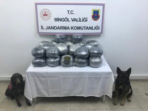 Narkotik köpekleri çalılar arasına gizlenmiş 60 kilo toz esrarı buldu