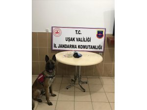 Uşak’ta kubar esrar ele geçirildi