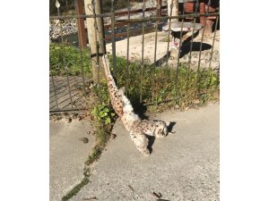 Türü tehlike altında olan vaşak ayağından asılmış şekilde ölü olarak bulundu