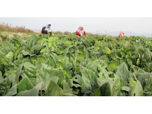 Fiyatlar dip yapınca ıspanak üreticisi perişan oldu