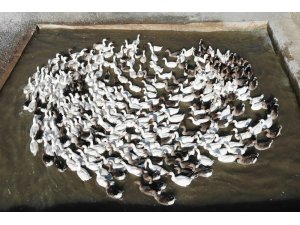 Van’da yetiştirilen kazlara İran ve Kuzey Irak’tan talep