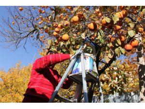 Darende’de kayısıya alternatif tarım ürünü: hurma