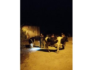 Kayıp inekleri jandarma buldu