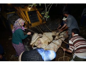 Yamaçtan düşerek arka ayakları kırılan inek için kurtarma operasyonu