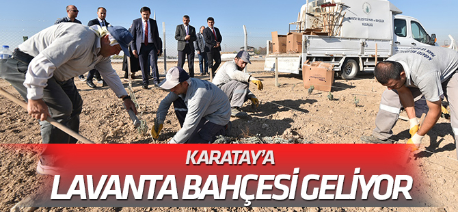 Karatay’da Lavanta Bahçesi Kuruluyor