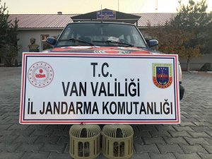 Muradiye’de kaçak avlanmış 2 kınalı keklik ele geçirildi