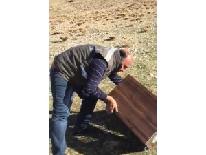 Van’da 8 Kınalı Keklik doğaya bırakıldı