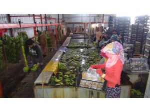 Silifke’de muz üretimi hızla artıyor