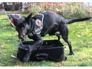 Bath’den bir bingo daha