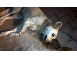 Çatalca’da 18 sokak hayvanının zehirlenerek öldürüldüğü iddiası