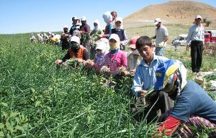 İşçilerin 'Mevsimlik' hayatları
