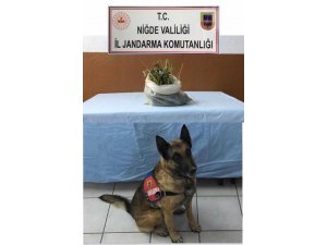 Uyuşturucuyu ’Canlı’ buldu