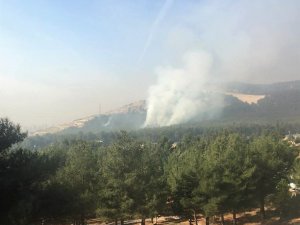 Çocukların ateşle oyunu ormanı yakıyordu