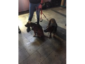 Yasaklı köpeklere el konulup sahiplerine 15 bin 604 lira ceza kesildi