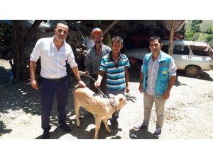 Yeni doğan buzağılar için devlet desteği