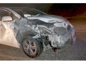 Otomobilin çarptığı domuz telef oldu