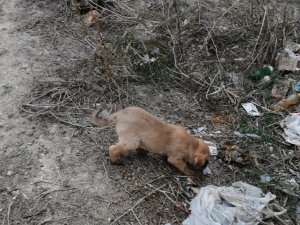 Yavru köpekleri sıkıştıkları yerden itfaiye kurtardı
