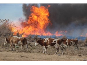 Vatandaş, yangından kaçan domuzdan kurtulmak için direklere çıktı