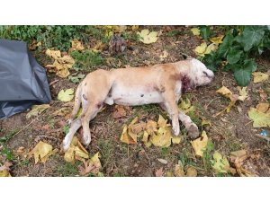 Okul bahçesinde köpeği bıçakladılar