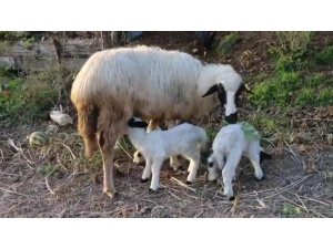 Ordu’da Hilmi Güler’in projesi meyvesini veriyor