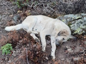 Hayvan hırsızları çoban köpeklerini zehirledi