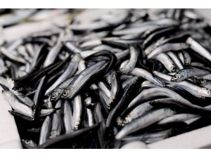 Giresunlu balıkçılardan “Av yasağı Eylül’de değil Ekim’de kalksın” önerisi