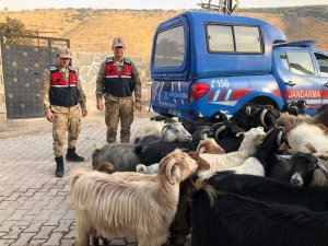Kayıp küçükbaş hayvanları jandarma buldu