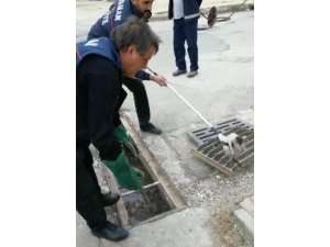 Yavru kedi mazgallardan drenaj kanalına düştü