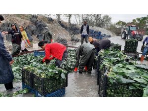 "Yeşil altın"da buruk hasat