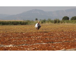 Manisa, kurutmalık ve sofralık çekirdeksiz üzüm üretiminde ilk sırada