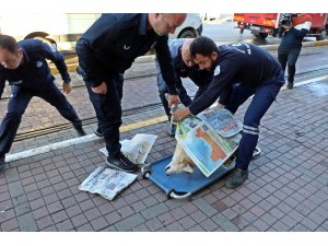 Köpeğinin dükkanı önünde öldüğünü duyan esnaf, üzüntüden uzun süre dışarıya çıkamadı