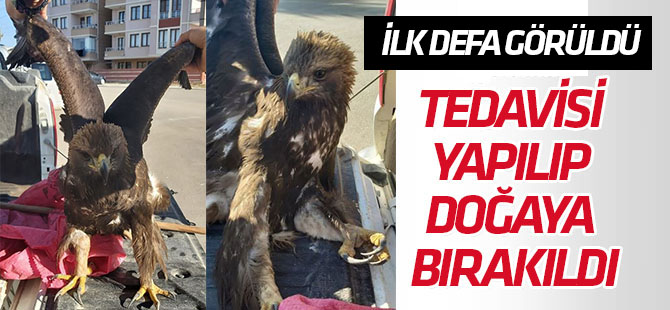 Konya'da ilk defa Kaya Kartalı görüldü