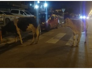 Aniden yola çıkan inek kazaya yol açtı