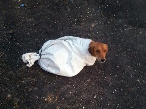 Hamile köpeği çuvala koyup yola attılar