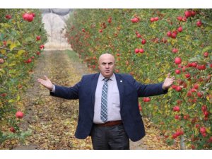 Karaman’da mevsimin son elma hasadı yapıldı