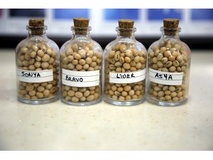 Soyada yerli tohumla üretim maliyeti azalacak verimlilik artacak