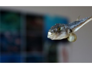 Balon balığının "ilaç için" ihraç edileceği haberi balıkçıları sevindirdi