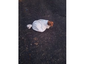 Gebe köpeği çuvalın içine koyup yol kenarına atmışlar