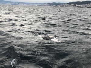 Bursa'da denizde ölü yunus bulundu