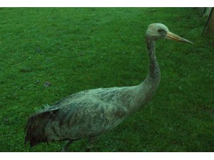 Göç yolunda bitkin düşen Anadolu dağ turnaları Ordu'da tedavi edildi