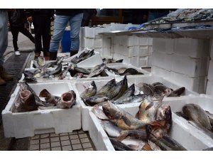 Sinop’ta balık tezgahları şenlendi