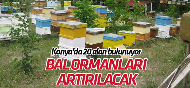 Bal ormanlarının sayısı 2023'e kadar yüzde 40 artırılacak