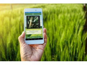 Çiftçi fotoğraf çekecek hastalığı öğrenecek