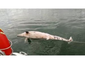 Bursa’da 300 kiloluk ölü yunus bulundu