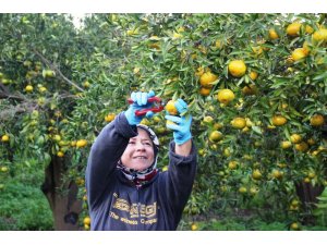 Bodrum’da mandalina hasadı başladı