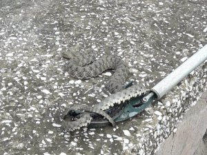 Otomobilde yılan paniği