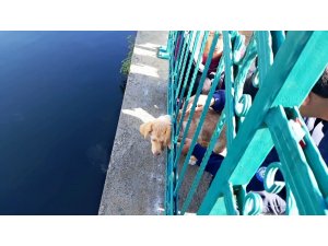 Kafası demir korkuluklara sıkışan yavru köpek kurtarıldı