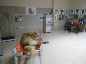 Erciş Belediyesi yaralı köpek için seferber oldu