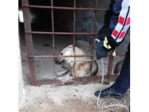 Menfezde mahsur kalan köpek kurtarıldı